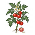 TOMATO Seeds, Rutgers