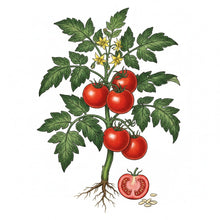 Load image into Gallery viewer, TOMATO Seeds, Rutgers