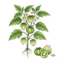 Load image into Gallery viewer, TOMATO Seeds, Tomatillo Verde