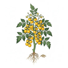 Load image into Gallery viewer, TOMATO Seeds, Yellow Pear