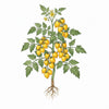 TOMATO Seeds, Yellow Plum