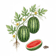 Load image into Gallery viewer, WATERMELON Seeds, Jubilee