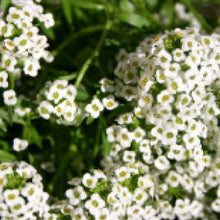 Load image into Gallery viewer, ALYSSUM, Carpet of Snow - 99¢ Cent Heirloom Seeds: Flower,Bulk	