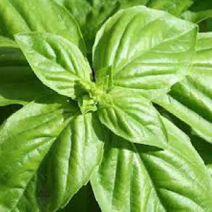 BASIL, Large Leaf Italian - 99¢ Cent Heirloom Seeds: Herb	