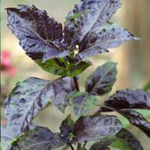 BASIL, Purple Ruffles - 99¢ Cent Heirloom Seeds: Herb	