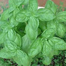 Load image into Gallery viewer, BASIL, Sweet - 99¢ Cent Heirloom Seeds: Herb	