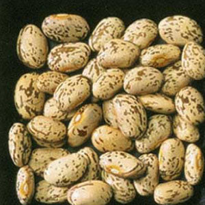 BEANS, Pinto - 99¢ Cent Heirloom Seeds: Heirloom,Bulk	