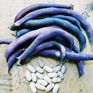 BEANS, Royalty Purple Bush - 99¢ Cent Heirloom Seeds: Heirloom,Bulk	