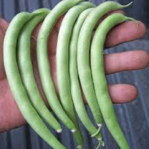 BEANS, Slenderette Bush - 99¢ Cent Heirloom Seeds: Heirloom,Bulk	