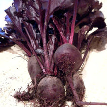 Load image into Gallery viewer, BEETS, Bull's Blood - 99¢ Cent Heirloom Seeds: Heirloom,Bulk	
