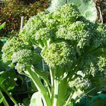 Load image into Gallery viewer, BROCCOLI, Calabrese - 99¢ Cent Heirloom Seeds: Heirloom,Bulk	