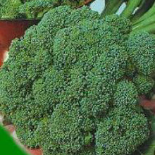 Load image into Gallery viewer, BROCCOLI,Waltham - 99¢ Cent Heirloom Seeds: Heirloom,Bulk	
