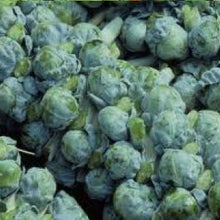 Load image into Gallery viewer, BRUSSEL SPROUT, Long Island Improved - 99¢ Cent Heirloom Seeds: Heirloom,Bulk	