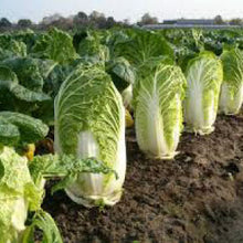Load image into Gallery viewer, CABBAGE, Chinese Michihili - 99¢ Cent Heirloom Seeds: Heirloom,Bulk	