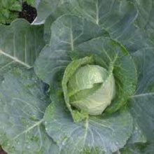 Load image into Gallery viewer, CABBAGE, Early Jersey Wakefield - 99¢ Cent Heirloom Seeds: Heirloom,Bulk	
