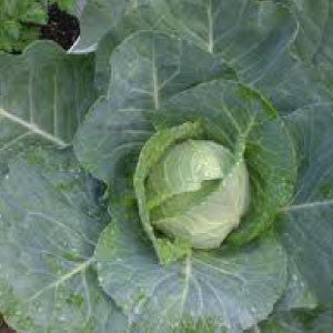 CABBAGE, Early Jersey Wakefield - 99¢ Cent Heirloom Seeds: Heirloom,Bulk	
