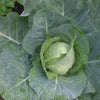 CABBAGE, Early Jersey Wakefield