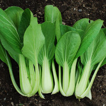 Load image into Gallery viewer, CABBAGE, Pak Choi - 99¢ Cent Heirloom Seeds: Heirloom	