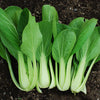 CABBAGE, Pak Choi