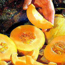 Load image into Gallery viewer, CANTALOUPE, Minnesota Midget - 99¢ Cent Heirloom Seeds: Heirloom,Bulk	
