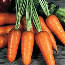 Load image into Gallery viewer, CARROT, Chantenay - 99¢ Cent Heirloom Seeds: Heirloom,Bulk	