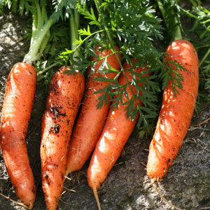 CARROT, Danvers Half-Long - 99¢ Cent Heirloom Seeds: Heirloom,Bulk	