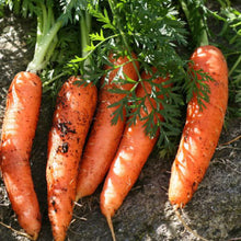 Load image into Gallery viewer, CARROT, Danvers Half-Long - 99¢ Cent Heirloom Seeds: Heirloom,Bulk	