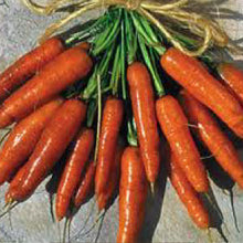 Load image into Gallery viewer, CARROT, Scarlet Nantes - 99¢ Cent Heirloom Seeds: Heirloom,Bulk	