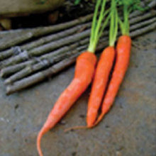Load image into Gallery viewer, CARROT, Tendersweet - 99¢ Cent Heirloom Seeds: Heirloom,Bulk	