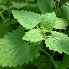 Load image into Gallery viewer, CATNIP - 99¢ Cent Heirloom Seeds: Herb	