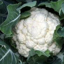 Load image into Gallery viewer, CAULIFLOWER, Snowball - 99¢ Cent Heirloom Seeds: Heirloom,Bulk	