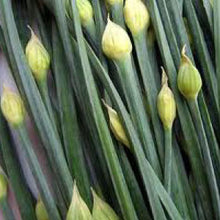 Load image into Gallery viewer, CHIVES, Garlic - 99¢ Cent Heirloom Seeds: Herb	