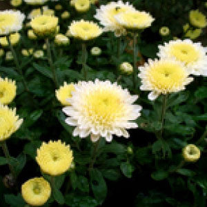CHRYSANTHEMUM, Shasta Daisy - 99¢ Cent Heirloom Seeds: Flower,Bulk	