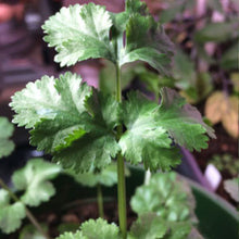 Load image into Gallery viewer, CILANTRO/ Coriander - 99¢ Cent Heirloom Seeds: Herb,Bulk	