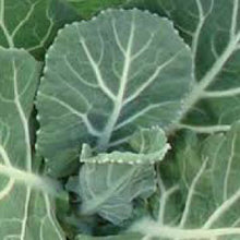 Load image into Gallery viewer, COLLARD GREENS, Vates - 99¢ Cent Heirloom Seeds: Heirloom,Bulk	