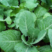 Load image into Gallery viewer, COLLARD GREENS, Georgia Southern - 99¢ Cent Heirloom Seeds: Heirloom,Bulk	