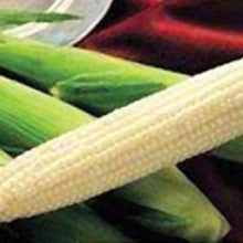 Load image into Gallery viewer, SWEET CORN, Silver King White - 99¢ Cent Heirloom Seeds: Heirloom,Bulk	