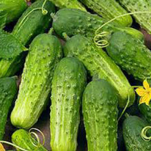 Load image into Gallery viewer, CUCUMBER, National Pickling - 99¢ Cent Heirloom Seeds: Heirloom,Bulk	