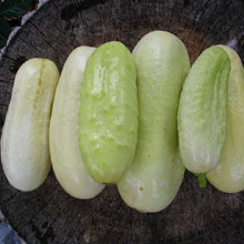 Load image into Gallery viewer, CUCUMBER, White Wonder - 99¢ Cent Heirloom Seeds: Heirloom,Bulk	