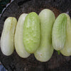 CUCUMBER Seeds, White Wonder