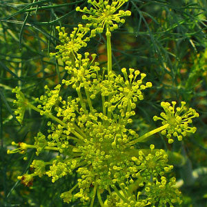 DILL, Bouquet - 99¢ Cent Heirloom Seeds: Herb	