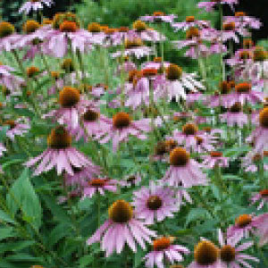 ECHINACEA, Purpurea - 99¢ Cent Heirloom Seeds: Flower,Bulk	