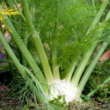 Load image into Gallery viewer, FENNEL, Sweet - 99¢ Cent Heirloom Seeds: Herb	