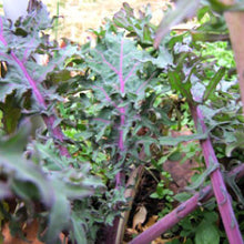 Load image into Gallery viewer, KALE, Red Russian - 99¢ Cent Heirloom Seeds: Heirloom,Bulk	