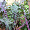 KALE, Red Russian