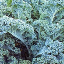 Load image into Gallery viewer, KALE, Vates Blue Curled Scotch - 99¢ Cent Heirloom Seeds: Heirloom,Bulk	