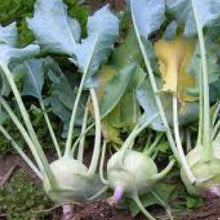 Load image into Gallery viewer, KOHLRABI, Early White Vienna - 99¢ Cent Heirloom Seeds: Heirloom,Bulk	