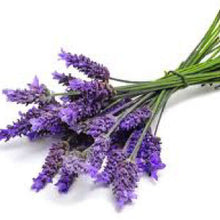 Load image into Gallery viewer, LAVENDER, Munstead - 99¢ Cent Heirloom Seeds: Herb	