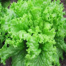 Load image into Gallery viewer, LETTUCE, Black Seeded Simpson - 99¢ Cent Heirloom Seeds: Heirloom,Bulk	