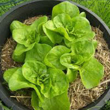 Load image into Gallery viewer, LETTUCE, Buttercrunch - 99¢ Cent Heirloom Seeds: Heirloom,Bulk	